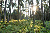 Landschaft mit Sonnenaufgang im Föhrenwald (Pinus sylvestris L.) im Frühsommer, Bayern, Deutschland