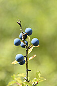Nahaufnahme von Schlehenfrüchten (Prunus spinosa) im Wald im Sommer, Oberpfalz, Bayern, Deutschland