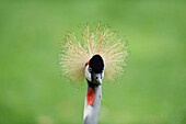 Close-up of Black Crowned Crane (Balearica pavonina) Standing in Meadow in Summer, Bavaria, Germany
