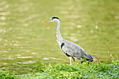 Close-up of Grey Heron (Ardea cinerea) Standing in Lake in Summer, Bavaria, Germany