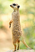 Close-up of Meerkat (Suricata suricatta) Standing on Hind Legs in Summer, Bavaria, Germany