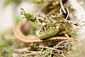 Close-up of a sand lizard (Lacerta agilis) in summer, Upper Palatinate, Bavaria, Germany