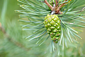 Nahaufnahme eines grünen Kiefernzapfens (Pinus sylvestris) in einem Wald im Sommer, Oberpfalz, Bayern, Deutschland