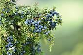 Close-up of common juniper (uniperus communis) fruits in late summer, Upper Palatinate, Bavaria, Germany
