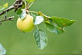 Nahaufnahme eines grünen Apfels an einem Baum im Sommer, Oberpfalz, Bayern, Deutschland