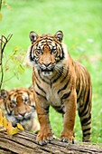 Nahaufnahme von Sumatra-Tigern (Panthera tigris sumatrae) auf einer Wiese im Sommer, Zoo Augsburg, Schwaben, Bayern, Deutschland
