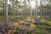 Scots pine (Pinus sylvestris) forest with common heather (Calluna vulgaris) in late summer, Upper Palatinate, Bavaria, Germany