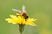 Nahaufnahme einer Schwebfliege (Syrphidae) auf gelber Blüte im Spätsommer, Oberpfalz, Bayern, Deutschland