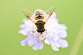 Nahaufnahme von Schwebfliege (Syrphidae) auf Nadelkissenblüte (Scabiosa) Blüte im Spätsommer, Oberpfalz, Bayern, Deutschland