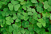 Nahaufnahme von Sauerklee (Oxalis acetosella) auf Waldboden im Spätsommer, Oberpfalz, Bayern, Deutschland