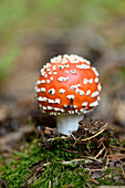 Nahaufnahme von Fliegenpilz (Amanita muscaria) auf Waldboden im Spätsommer, Oberpfalz, Bayern, Deutschland