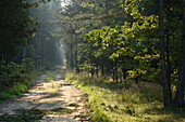 Dirt Road through Forest in Late Summer, Upper Palatinate, Bavaria, Germany