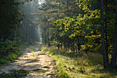 Schotterstraße durch Wald im Spätsommer, Oberpfalz, Bayern, Deutschland