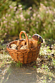 Close-up of a basket full of eatable mushrooms on the ground, in early autumn, Upper Palatinate, Bavaria, Germany