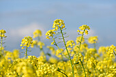Close-up of crop of canola flowers (Brassica napus) in early autumn, Upper Palatinate, Bavaria, Germany