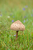 Close-up of a parasol mushroom (Macrolepiota procera) in a meadow in early autum, Upper Palatinate, Bavaria, Germany