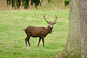 Male Red Deer (Cervus elaphus) on Meadow in Early Autumn, Bavaria, Germany