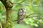 Close-up of a boreal owl (Aegolius funereus) sitting on tree branch in autumn, Bavarian Forest National Park, Bavaria, Germany