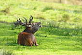 Röhrender Rothirsch (Cervus elaphus) Männchen auf einer Wiese im Herbst, Nationalpark Bayerischer Wald, Bayern, Deutschland