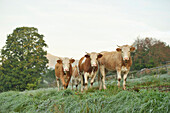 Cattle (Bos) Standing in Meadow on Early Morning in Autumn, Bavarian Forest National Park, Bavaria, Germany