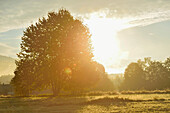 Sonne hinter Baum am frühen Morgen im Herbst, Nationalpark Bayerischer Wald, Bayern, Deutschland