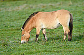 Przewalski's Horse (Equus ferus przewalskii) on Meadow in Autumn, Bavarian Forest National Park, Bavaria, Germany