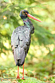 Porträt des Schwarzstorchs (Ciconia nigra) im Wald im Herbst, Nationalpark Bayerischer Wald, Bayern, Deutschland