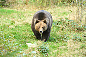 Eurasian Brown Bear (Ursus arctos arctos) in Forest in Autumn, Bavarian Forest National Park, Bavaria, Germany