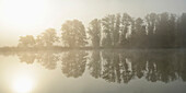 Common Alder (Alnus glutinosa) Trees beside Lake in Early Morning in Autumn, Bavaria, Germany