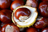 Nahaufnahme von Rosskastanien (Aesculus hippocastanum) in einem Garten im Sommer, Bayern, Deutschland