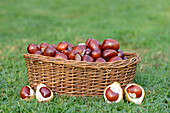 Horse-chestnuts (Aesculus hippocastanum) in a basket on grass in sumer, Bavaria, Germany