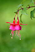 Close-up of red Fuchsia blossoms in a garden in summer, Bavaria, Germany