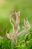 Close-up of a white coral fungus (Clavaria coralloides) in a forest in autumn, Upper Palatinate, Bavaria, Germany