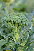 Close-up of Broccoli (Brassica oleracea) in a garden in summer, Bavaria, Germany