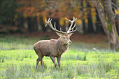 Close-up of Male Red Deer (Cervus elaphus) in Autumn, Bavarian Forest National Park, Bavaria, Germany