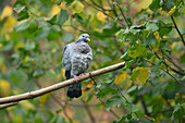 Wildtaube (Columba livia domestica) im Herbst auf einem Ast sitzend, Nationalpark Bayerischer Wald, Bayern, Deutschland