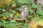 Portrait of Long-eared Owl (Asio otus) in Autumn, Bavarian Forest National Park, Bavaria, Germany