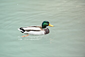 Portrait of Male Mallard Duck (Anas platyrhynchos) on Lake Plansee in Autumn, Tirol, Austria