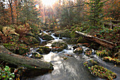 Landscape of a river (Kleine Ohe) flowing through the forest in autumn, Landscape of a river (Kleine Ohe) flowing through the forest in autumn, Bavarian Forest National Park, Bavaria, Germany