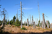 Scene of forest with dead, Norway spruce trees (Picea abies) killed by bark beetle (Scolytidae) in the Bavarian Forest National Park, Bavaria, Germany