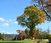 Northern red oak tree (Quercus rubra) beside a street in autumn, Bavarian Forest National Park, Bavaria, Germany