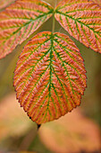 Nahaufnahme von Blättern der Roten Himbeere (Rubus idaeus) im Herbst, Oberpfalz, Bayern, Deutschland