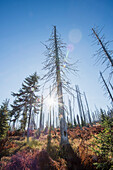 Scene of forest with dead, Norway spruce trees (Picea abies) killed by bark beetle (Scolytidae) with bright sunlight, in the Bavarian Forest National Park, Bavaria, Germany