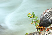 Nahaufnahme eines Ziegenweidenstrauches (Salix caprea) am Wasserlauf der Partnachklamm im Herbst, Oberbayern, Deutschland