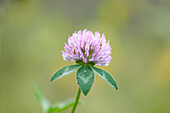 Close-up of Red Clover (Trifolium pratense) Blossom in Meadow in Autumn, Bavaria, Germany