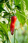 Peppers (Capsicum) growing in a greenhouse in a garden in autumn