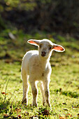 Nahaufnahme eines Hausschafes (Ovis orientalis aries) auf einer Wiese im Frühling, Bayern, Deutschland