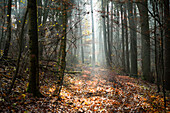 Landscape of Mixed Forest in Autumn on Sunny Day, Upper Palatinate, Bavaria, Germany