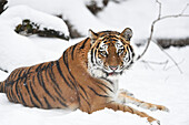 Porträt des Sibirischen Tigers (Panthera tigris altaica) im Winter, Deutschland