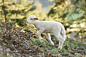 Portrait of Lamb (Ovis orientalis aries) on Meadow in Spring, Upper Palatinate, Bavaria, Germany